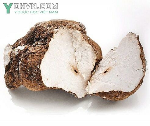Cây Phục linh - Poria cocos (Schw.) Wolf., thuộc họ Nấm lỗ - Polyporaceae.