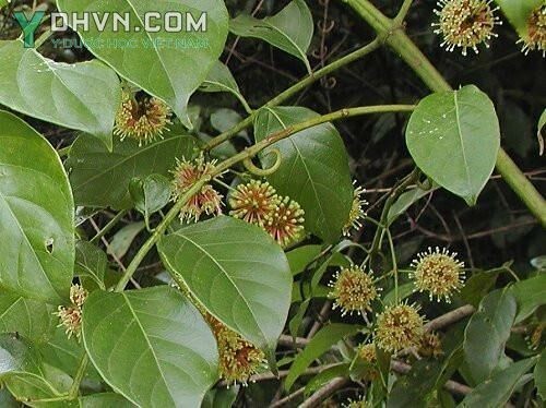 Cây Câu đằng, Vuốt lá mỏ - Uncaria rhynchophylla (Miq.) Jacks., thuộc họ Cà phê - Rubiaceae.