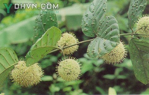 Cây Câu đằng Bắc, Dây móc câu, Dây đắng quéo hay Móc ó - Uncaria homomalla Miq. (U. tonkinensis Havil.), thuộc họ Cà phê - Rubiaceae.