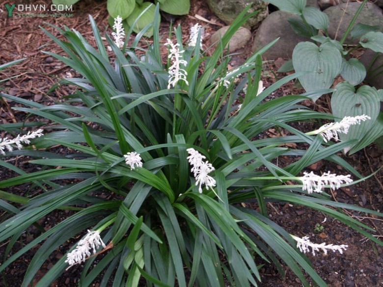 Cây Mạch môn - Ophiopogon japonicus (L.f) Ker- Gawl., thuộc họ Hoàng tinh - Convallariaceae.