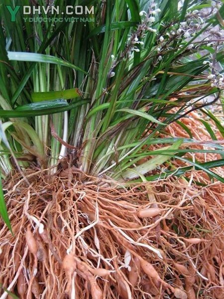 Hình ảnh cây và củ mạch môn trồng tại Việt Nam