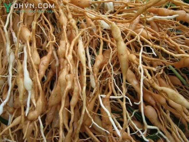 Củ mạch môn trồng tại Việt Nam