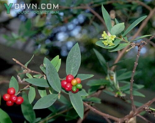 Cây Niệt dó, Dó niệt, Dó chuột - Wikstroemia indica (L.) C.A. Mey., thuộc họ Trầm - Thymelaeaceae.