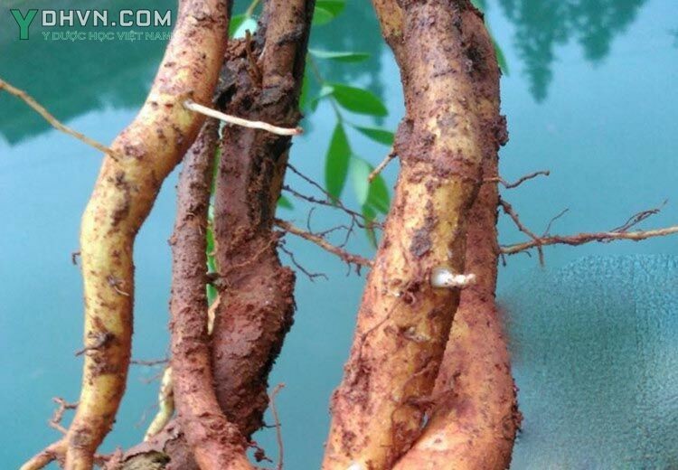 Rễ cây Nệm dó