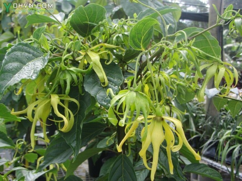 Cây Ngọc lan tây, Hoàng lan -Cananga odorata (Lam.) Hook. f..et Thoms, thuộc họ Na - Annonaceae.