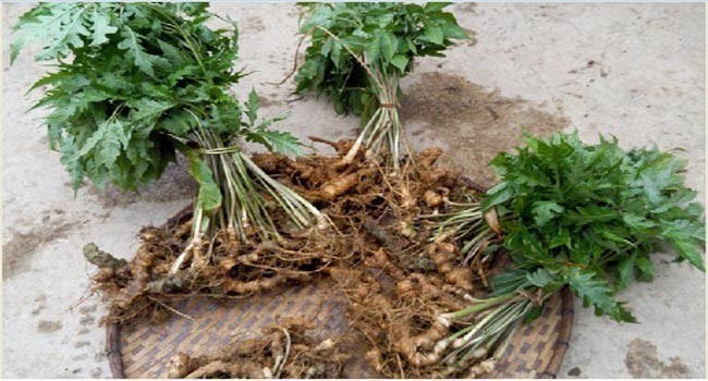 Cây tam thất hoang - Panax bipinnatifidum Seem