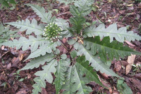Tên Khoa học: Panax bipinnatifidum Seem