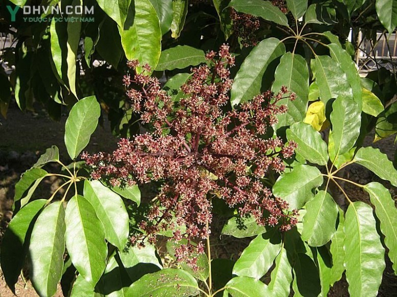 Chân chim gân dày, Chân chim mày, Ngũ gia bì leo - Schefflera venulosa (Wight et Arn) Harms (Paratropia venulosa Wight et Arn), thuộc họ Nhân sâm - Araliaceae.