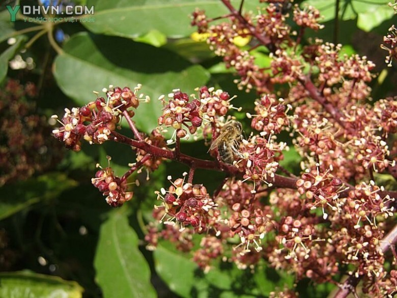 Hình ảnh chi tiết hoa của cây Chân chim gân dày - Schefflera venulosa (Wight et Arn) Harms (Paratropia venulosa Wight et Arn)
