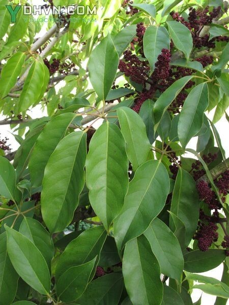 Hình ảnh cây Chân chim gân dày - Schefflera venulosa (Wight et Arn) Harms (Paratropia venulosa Wight et Arn)
