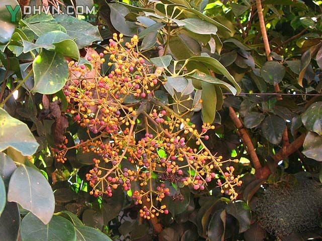 Hình ảnh Cây Chân chim gân dày, Chân chim mày, Ngũ gia bì leo - Schefflera venulosa, của Việt Nam