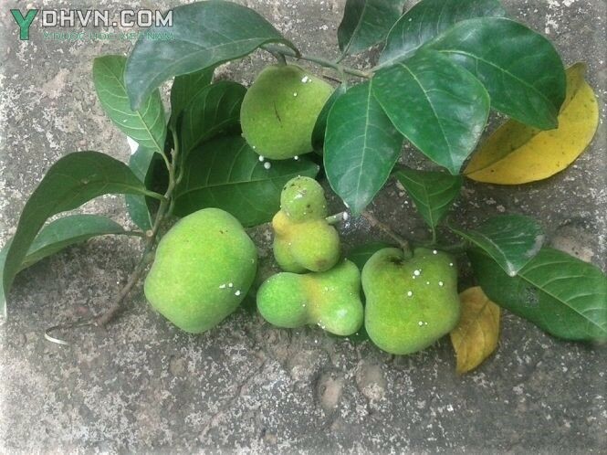 Cây Chay Bắc bộ, Chay vỏ tía - Artocarpus tonkinensis A. Chev ex Gagnep, thuộc họ Dâu tằm - Moraceae.