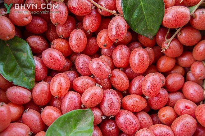 Cây Nhót, Lót- Elaeagnus latifolia L., thuộc họ Nhót - Elaeagnaceae.