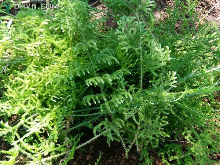 Cây Thông đất - Lycopodiella cernua (L.) Pie. - Serm. (Lycopodium cernuum L.), thuộc họ Thông đất - Lycopodiaceae.