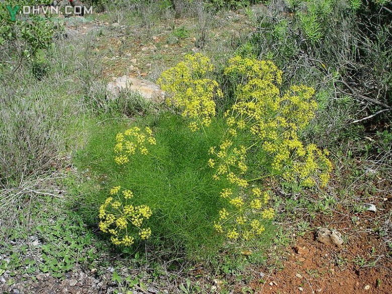 Cây Tiểu hồi, Tiểu hồi hương - Foeniculum vulgare Mill., thuộc họ Hoa tán - Apiaceae.