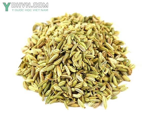 Dược Liệu Quả tiểu hồi để làm thuốc
