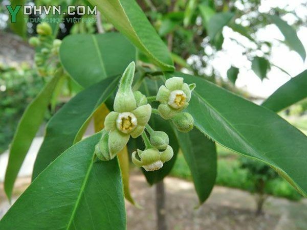 Cây Trầm, Trầm hương, Trầm dó - Aquilaria crassna Pierre ex Lecomte, thuộc họ Trầm - Thymelaeaceae.