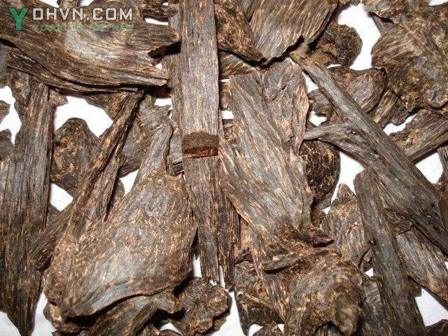 Tham khảo thêm: Tác dụng chữa bệnh của trầm hương theo TS Lê Lương Đống