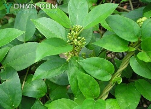 Cây Dây thìa canh, Dây muôi - Gymnema sylvestre (Retz.) R. Br ex Schult, thuộc họ Thiên lý - Asclepiadaceae.