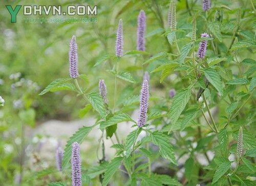 Cây hoa bạc hà – loài cây mọc dại nhiều tại cao nguyên núi đá Hà Giang.