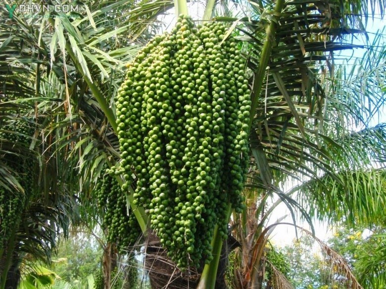 Cây Báng, Búng báng, Ðoác, Quang lang, Đao rừng - Arenga pinnata (Wurmb) Merr, thuộc họ Cau - Arecaceae.