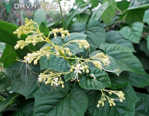 Cây Bạch đồng nữ, Mò hoa trắng - Clerodendrum viscosum Vent., thuộc họ Cỏ roi ngựa - Verbenaceae.