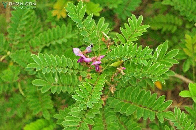 Cây Bạch chỉ nam. Ðậu chỉ hay Mát rừng - Milletia pulchra Kurz, thuộc họ Ðậu - Fabaceae.