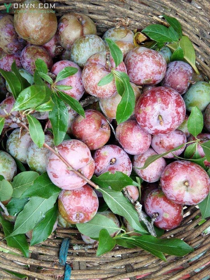 Cây Mận - Prunus salicina Lindl. var. salicina (P.triflora Roxb) thuộc họ Hoa hồng - Rosaceae.
