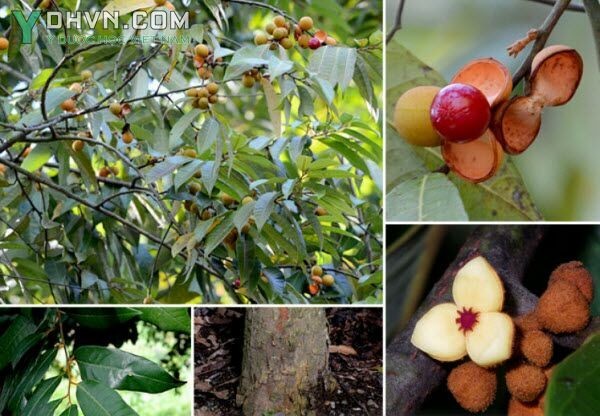 Cây Máu chó - Knema globularia (Lam) Warb, thuộc họ Máu chó - Myristicaceae.