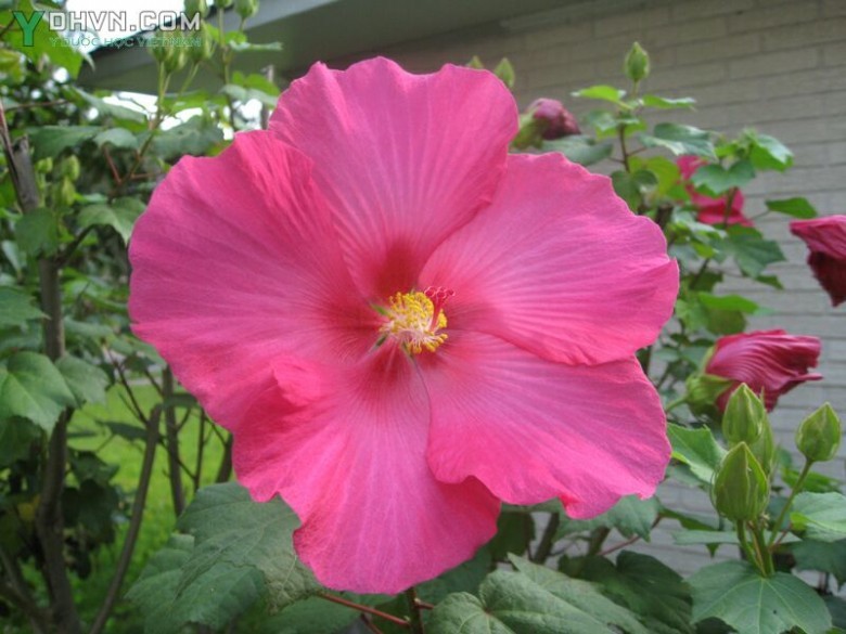 Cây Phù dung - Hibiscus mutabilis L., thuộc họ Bông - Malvaceae.