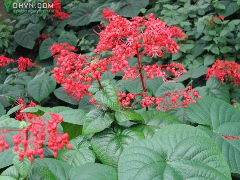 Xích đồng, Mò đỏ - Clerodendrum japonicum (Thunb.) Sweet (Volkameria japonica Thunb., C. kaempferi (Jacq.) Sieb. ex Hassk.), thuộc họ Cỏ roi ngựa - Verbenaceae.