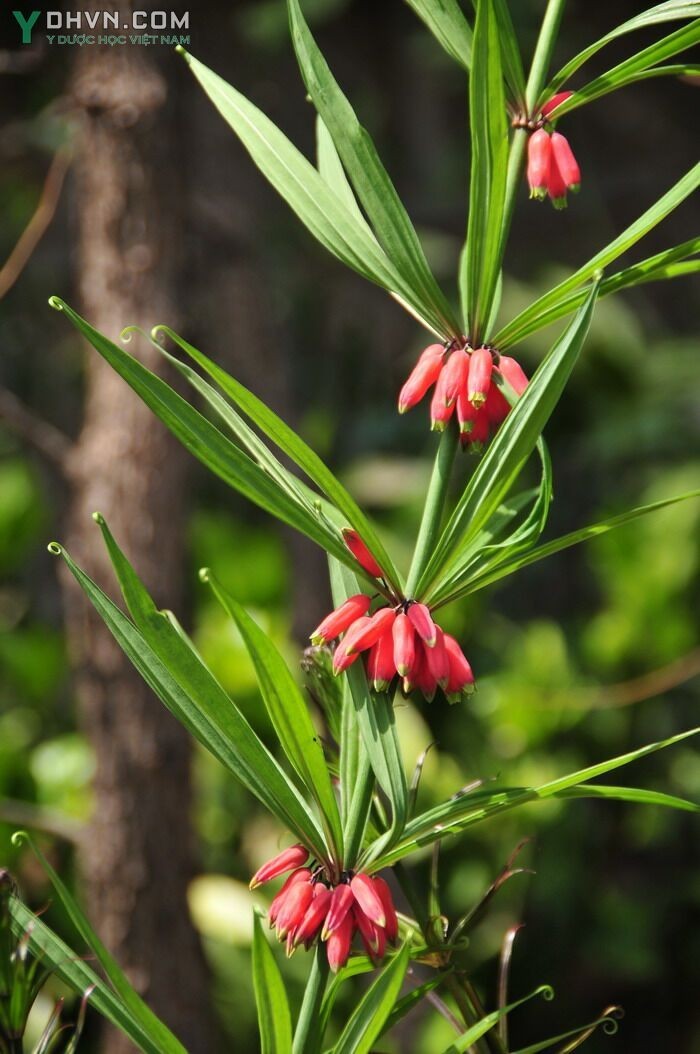 Hoàng tinh hoa đỏ, Hoàng tinh lá mọc vòng, Củ cơm nếp - Polygonatum kingianum Coll et Hemsl., thuộc họ Hoàng tinh - Convallariaceae.