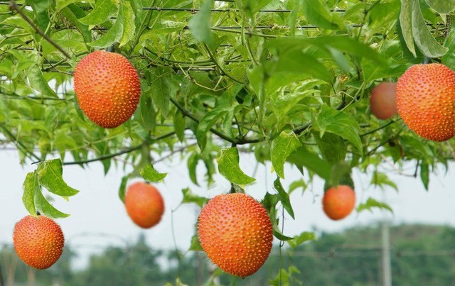 Hình ảnh cây Gấc