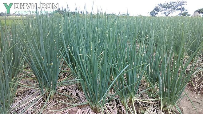Cây Hành, Hành hương, Hành hoa - Allium fistulosum L., thuộc họ Hành - Alliaceae.