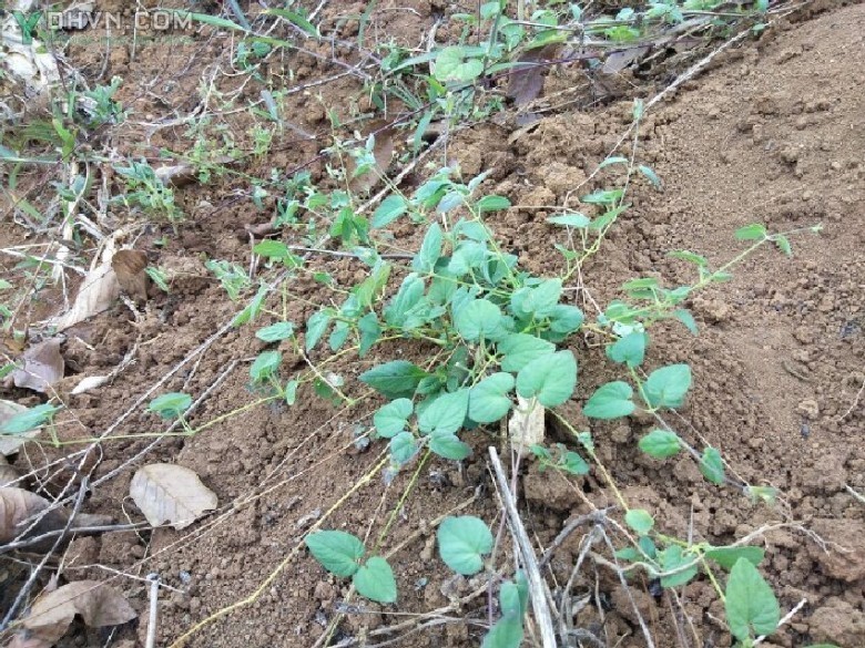 Hình ảnh Cây Đảng Sâm, Sâm dây, Sâm leo, Dùi gà - Codonopsis javanica (Blume) Hook f. (Campanumoea javaniea Blume)