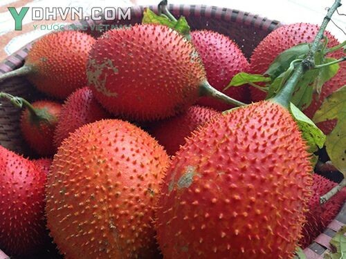 Cây Gấc - Momordica cochinchinensis (Lour.) Spreng., thuộc họ Bầu bí - Cucurbitaceae.
