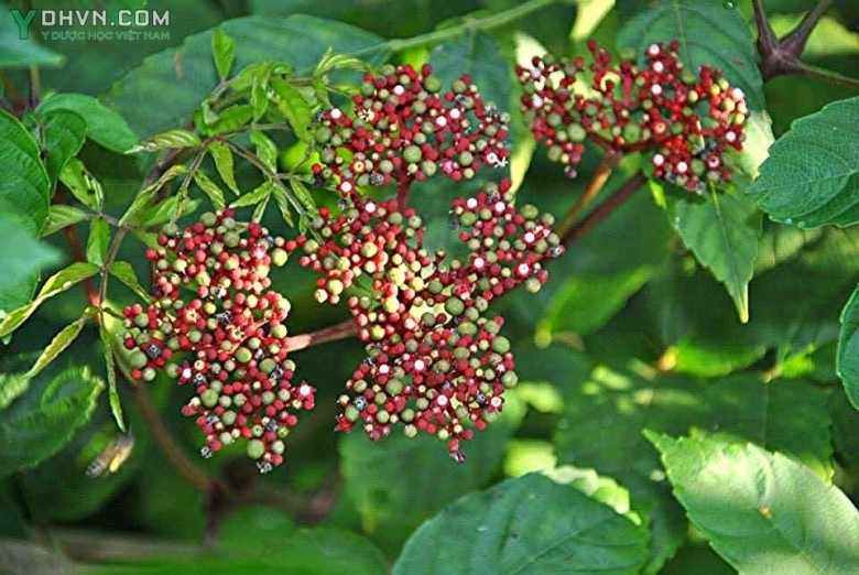 Cây Gối hạc, Ðơn gối hạc, Củ rối, cây mũn - Leea rubra Blunne, thuộc họ Gối hạc - Leeaceae.