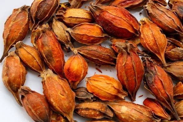 Hình ảnh Dược Liệu Dành Dành