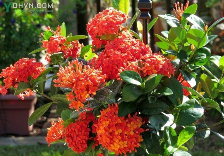 Cây Đơn đỏ, Mẫu đơn, Trang son, Bông trang đỏ - Ixora coccinea L., thuộc họ Cà phê - Rubiaceae.