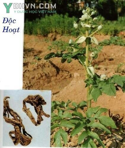 Cây Độc hoạt, Đương quy lông - Angelica pubescens Maxim f. biserrata Shan et Yuan, thuộc họ Hoa tán - Apiaceae.
