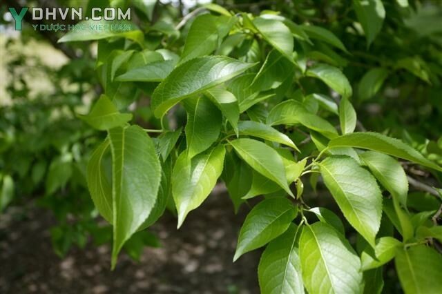 Cây Đỗ trọng - Eucommia ulmoides Oliv, thuộc họ Đỗ trọng - Eucommiaceae.