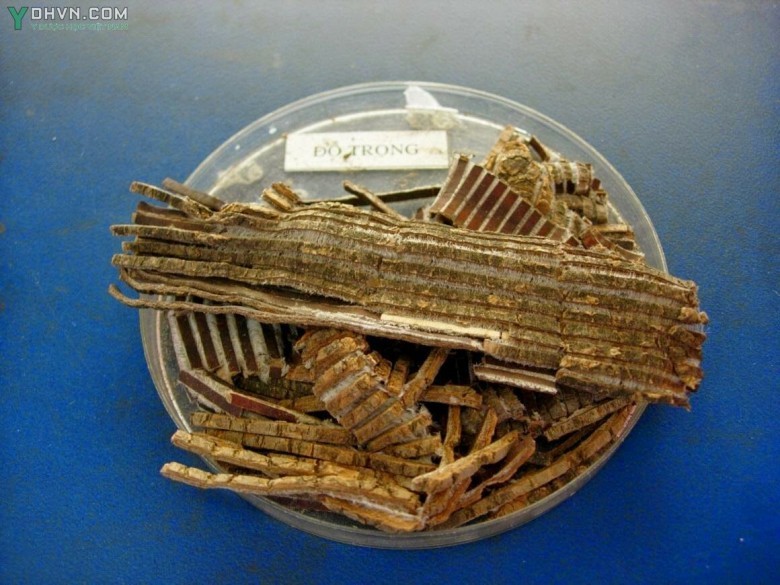 Cây Đỗ trọng có tên khoa học:  Eucommia ulmoides Oliv, thuộc họ Đỗ trọng - Eucommiaceae.
