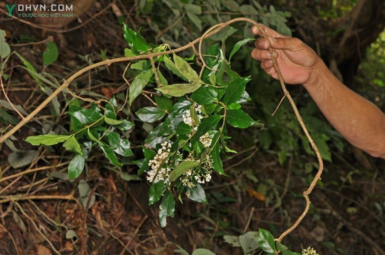 Hình ảnh cây Đỗ trọng nam, Đỗ trọng dây - Parameria Laevigata (Juss.) Moldenke (P. barbata (Bl.) Schum)