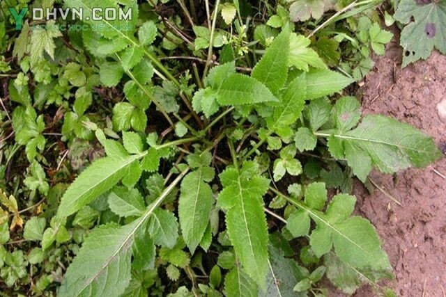 Cây Tục đoan nhọn - Dipsacus asper Wall., thuộc họ Tục đoan - Dipsacaceae.