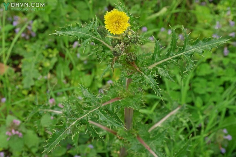 Cây Tục đoan cúc. Cúc nhọn - Sonchus asper (L.) Hill, thuộc họ Cúc - Asteraceae.