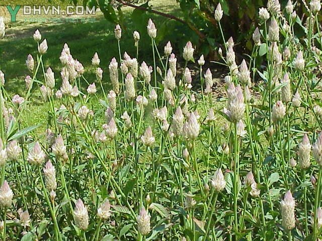 Cây Mào gà trắng, Mào gà đuôi nheo - Celosia argentea L., thuộc họ rau dền - Amaranthaceae.