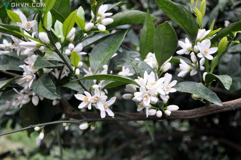 Hình ảnh Hoa cây Quýt, Quýt Xiêm - Citrus reticulata Blanco.