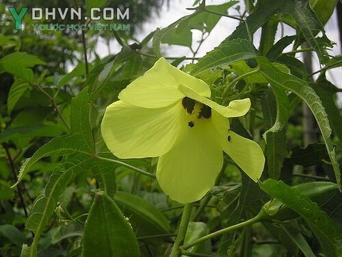 Cây Vông vang, Bụp vàng, Bông vang - Abelmoschus moschatus (L.) Medic., thuộc họ Bông - Malvaceae.