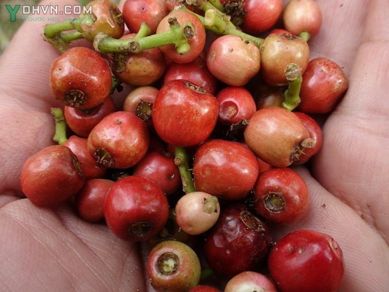 Hình ảnh quả Vối - Cleistocalyx operculatus (Roxb.) Merr. et Perry (Eugenia operculata Roxb.)