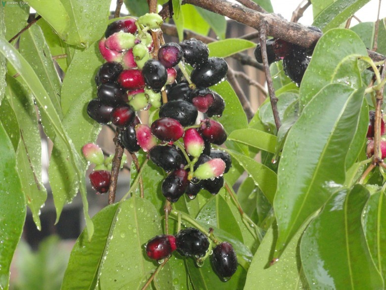 Cây Vối rừng, Trâm mốc - Syzygium cumini (L.) Skeels (Eugenia jambolana Lam., E. cumini (L.) Druce), thuộc họ Sim- Myrtaceae.